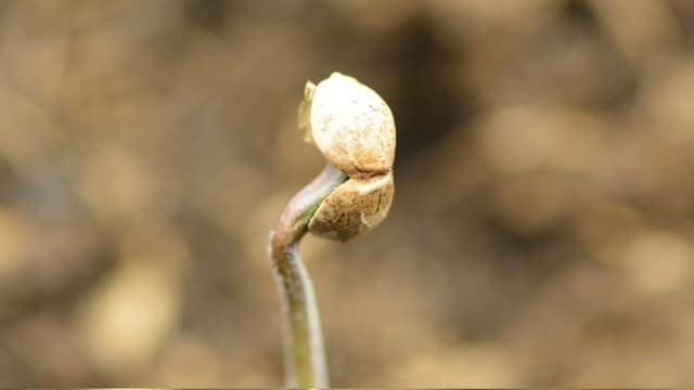 cannabis seeds cannabis seeds