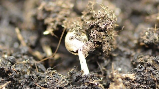 The best cannabis seeds germination method The best cannabis seeds germination method