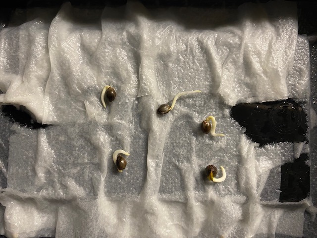 Μην κάνετε τη μέθοδο βλάστησης με υγρούς ιστούς ! Μην κάνετε τη μέθοδο βλάστησης με υγρούς ιστούς !