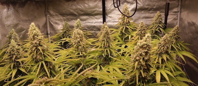 Orange Dream feminized Σπόροι Κάνναβης