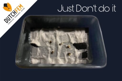 Dont do wet tissue germination method!