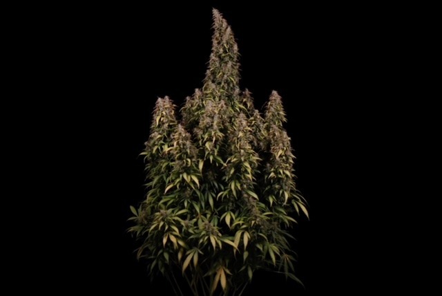 Amnesia Haze Autoflower Amnesia Haze Autoflower