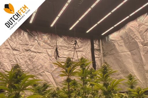 Optimal LED Light Intensity for Growing Cannabis: Week-by-Week Guide
