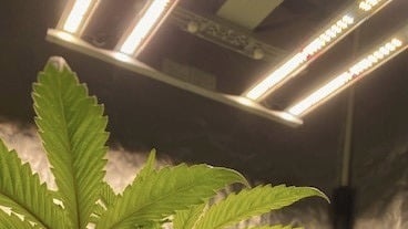 Optimal LED Light Intensity Optimal LED Light Intensity