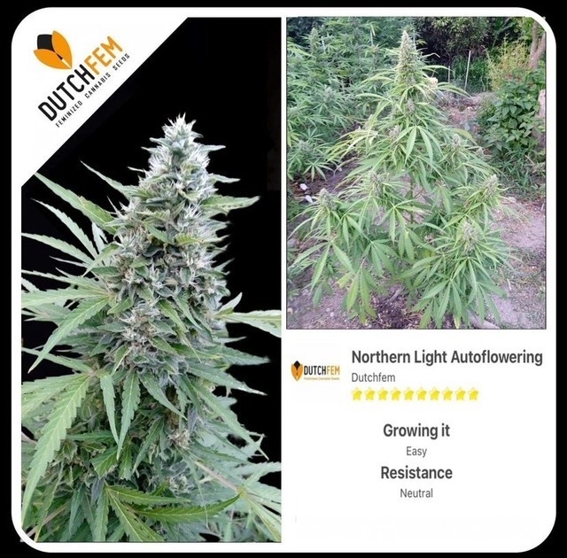 All about Autoflowering Autoflowers All about Autoflowering Autoflowers