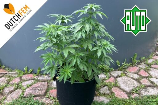 Exploring the 5 Most Productive Autoflowering Cannabis Strains: A Guide for Growers