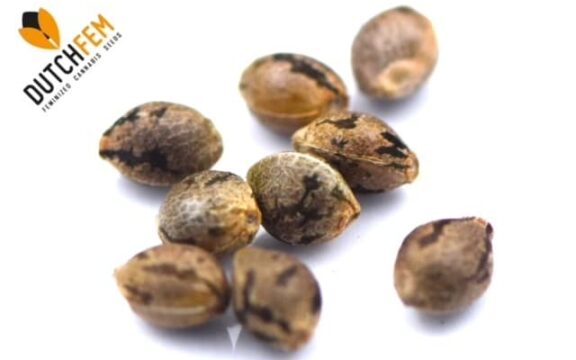 Comprendre les graines de cannabis : Indicateurs de qualité et idées fausses