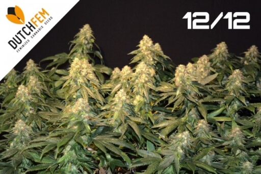 Καλλιέργεια σπόρων κάνναβης με τα φώτα αναμμένα 12/12 Start to Finish – Μέθοδος εξαναγκασμένης ανθοφορίας