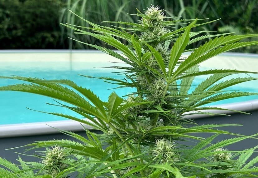 cannabis seeds