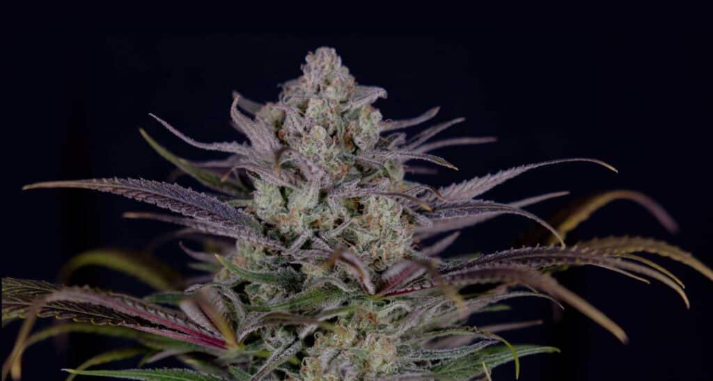 Quali sono le qualità di una buona cannabis? Quali sono le qualità di una buona cannabis?
