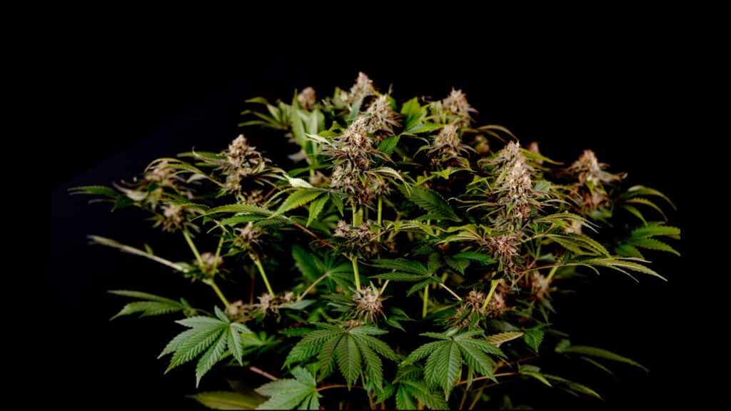 What are the qualities of good Cannabis? What are the qualities of good Cannabis?
