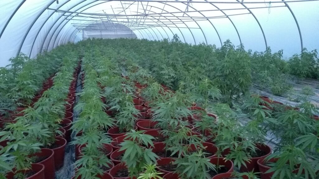 bloei van cannabis versnellen?