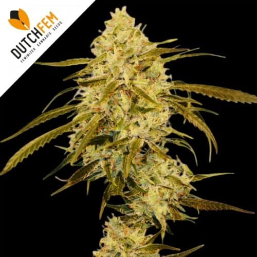 cannabis feminizadas más fáciles cannabis feminizadas más fáciles