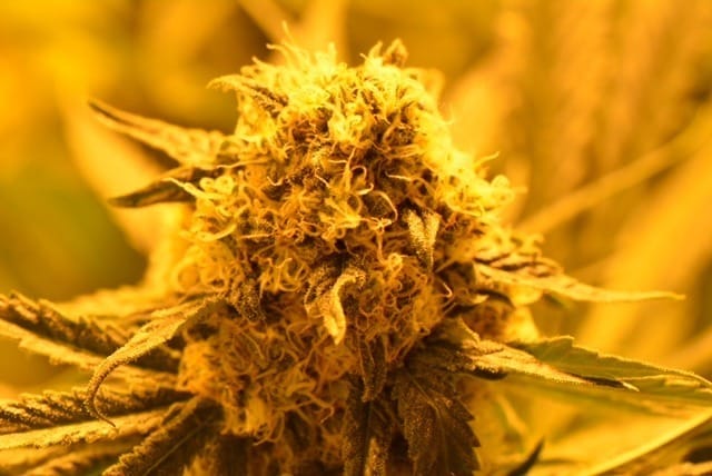 μέθοδος Forced Flowering 12/12 μέθοδος Forced Flowering 12/12