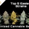 Easiest Feminized Cannabis Strains