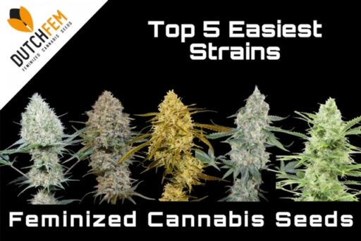 Easiest Feminized Cannabis Strains