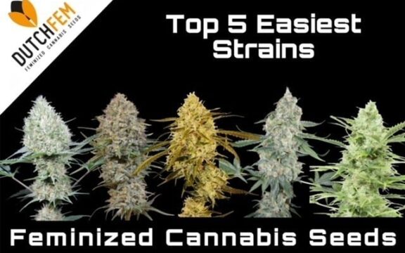 Easiest Feminized Cannabis Strains