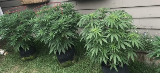 Increase Your Cannabis Yield Increase Your Cannabis Yield