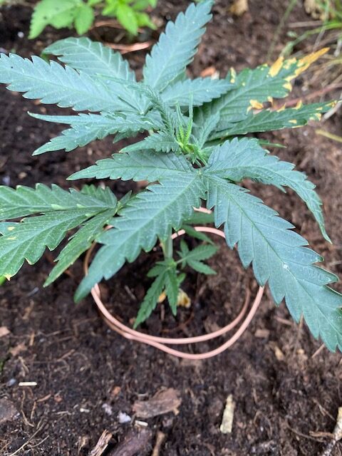 Protecting Cannabis from Snails with copper Protecting Cannabis from Snails with copper