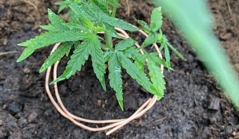 Protecting Cannabis from Snails Protecting Cannabis from Snails