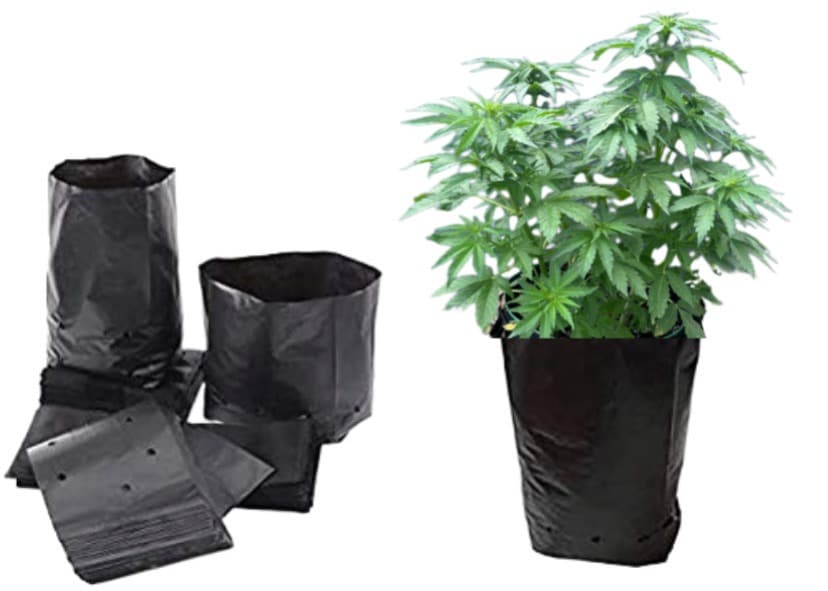 cannabis seeds cannabis seeds