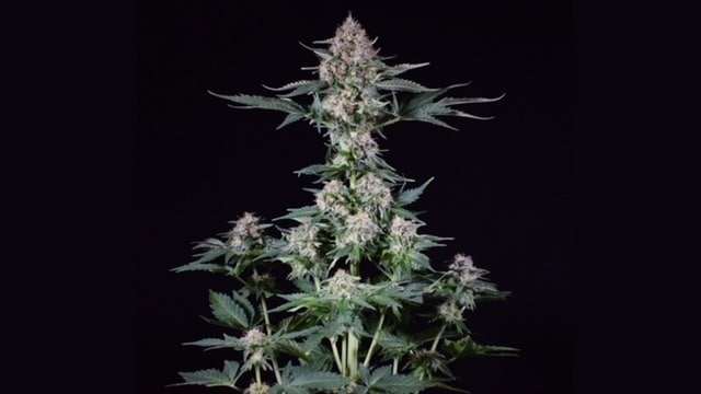 μέθοδος Forced Flowering 12/12 μέθοδος Forced Flowering 12/12