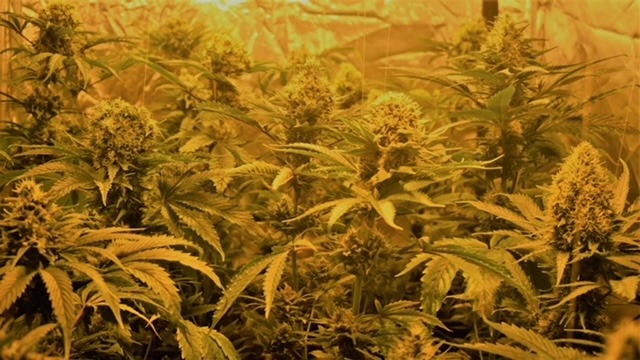 μέθοδος Forced Flowering 12/12 μέθοδος Forced Flowering 12/12