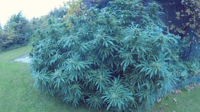 Increase Your Cannabis Yield Increase Your Cannabis Yield