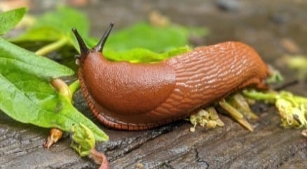Protecting Cannabis from Snails Protecting Cannabis from Snails