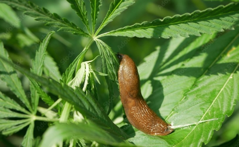 Protecting Cannabis from Snails Protecting Cannabis from Snails