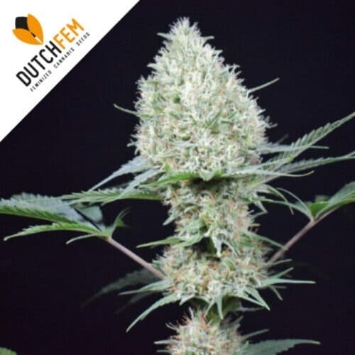 cannabis feminizadas más fáciles cannabis feminizadas más fáciles