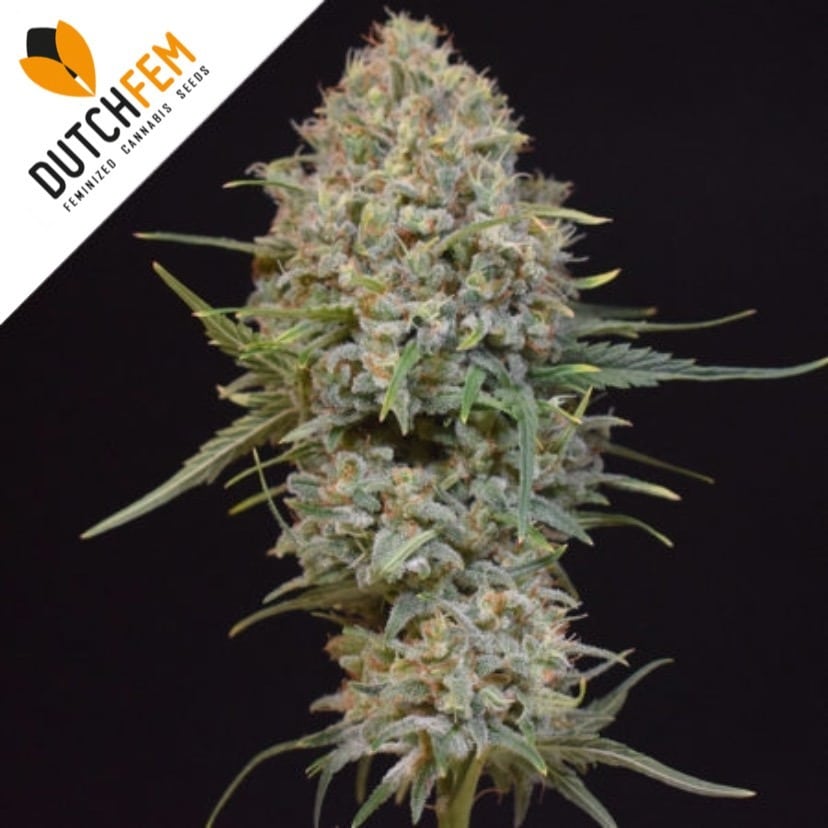 cannabis feminizadas más fáciles cannabis feminizadas más fáciles