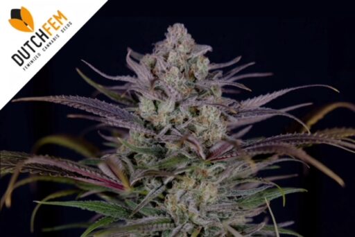 Ποιες είναι οι ιδιότητες της καλής κάνναβης;