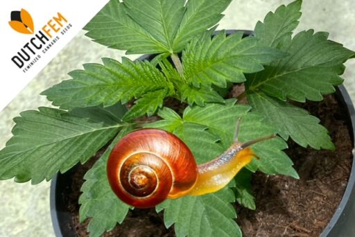 Προστασία της κάνναβης από τα σαλιγκάρια: για υπαίθριους καλλιεργητές