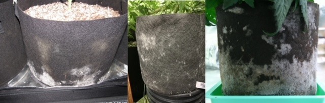 smart pots smart pots