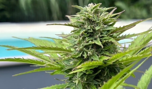 Increase Your Cannabis Yield Increase Your Cannabis Yield