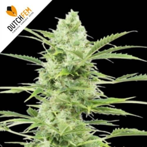 white widow white widow