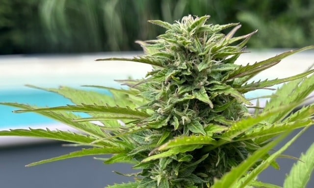 bloei van cannabis versnellen