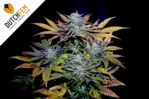 Κατανόηση των κίτρινων φύλλων στα φυτά κάνναβης: 6 βασικοί λόγοι