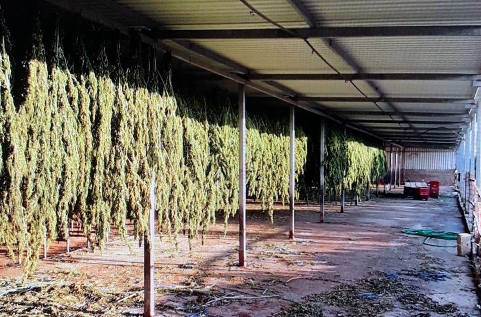 Come raccogliere la cannabis