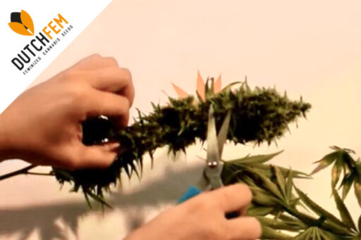 How to harvest Cannabis