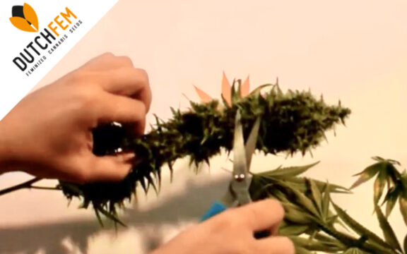 Come raccogliere la cannabis