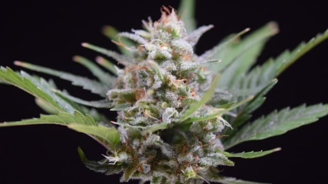 Las diferencias entre cannabinoide y terpeno Las diferencias entre cannabinoide y terpeno