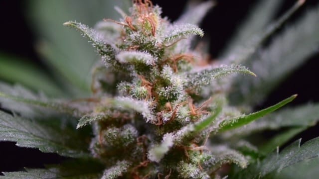 Las diferencias entre cannabinoide y terpeno Las diferencias entre cannabinoide y terpeno