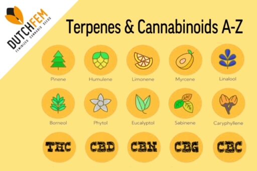 Die Unterschiede zwischen Cannabinoiden und Terpenen