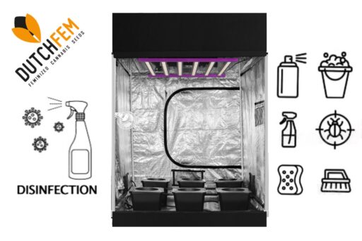 Disinfecting your grow tent for cannabis cultivation