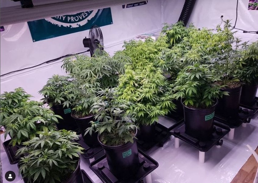 Απολύμανση της σκηνής καλλιέργειας Απολύμανση της σκηνής καλλιέργειας