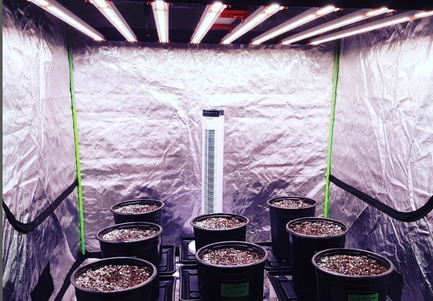 Απολύμανση της σκηνής καλλιέργειας Απολύμανση της σκηνής καλλιέργειας