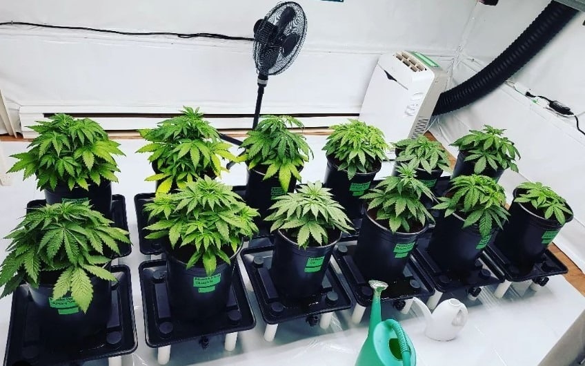 Απολύμανση της σκηνής καλλιέργειας Απολύμανση της σκηνής καλλιέργειας