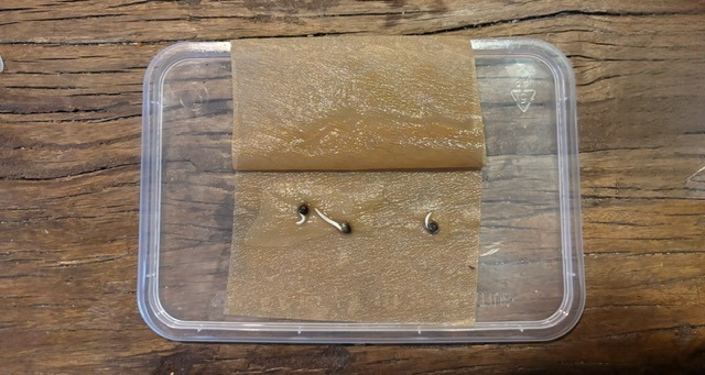 Germinating cannabis seeds using unbleached coffee filters Germinating cannabis seeds using unbleached coffee filters